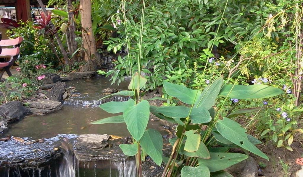 Naruncha Green House Chiang Mai Dış mekan fotoğraf